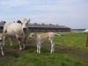 piemontese koeien 014 (Custom)
