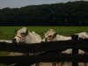 piemontese koeien 099 (Custom)