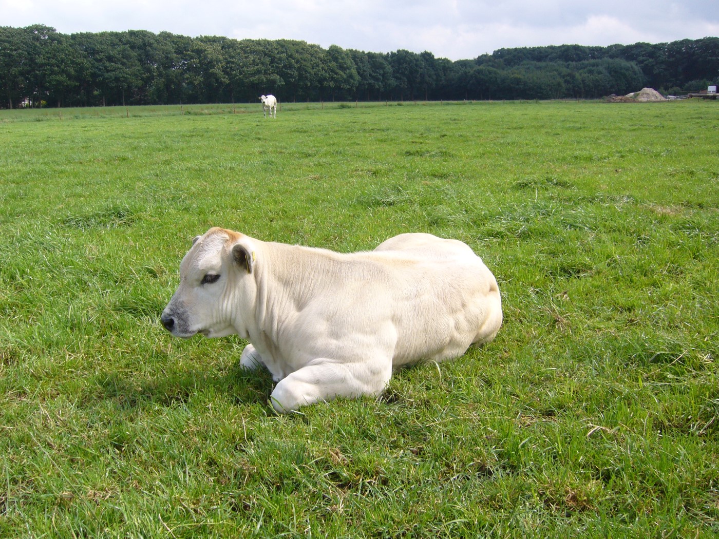 Foto’s piemontese op de boerderij