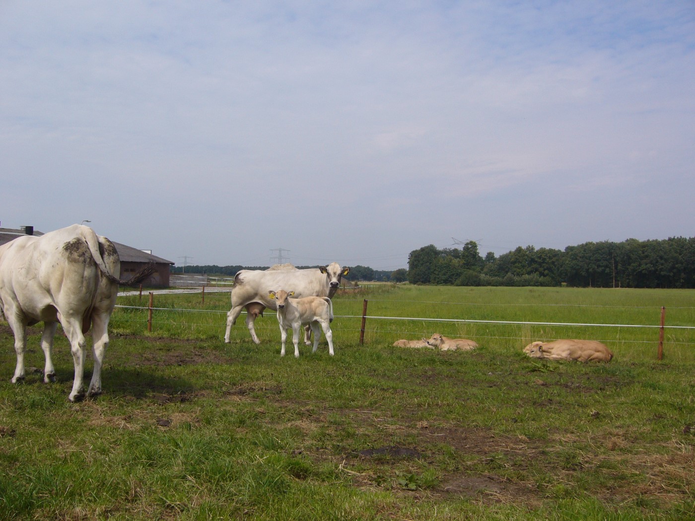 Foto’s piemontese op de boerderij