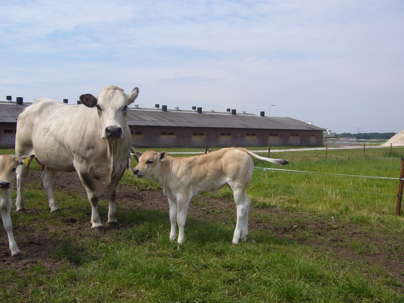 Foto’s piemontese op de boerderij