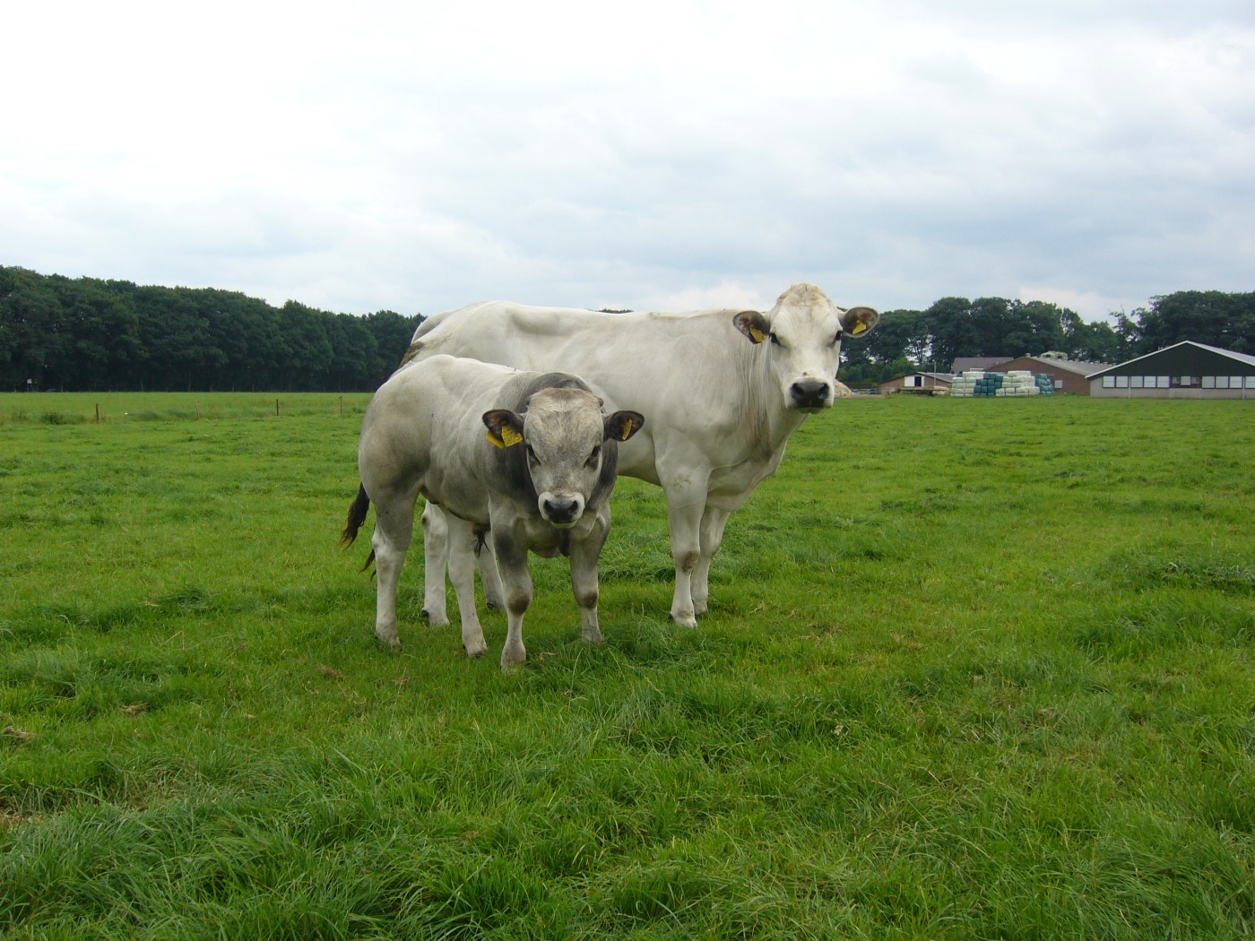 Foto’s piemontese op de boerderij