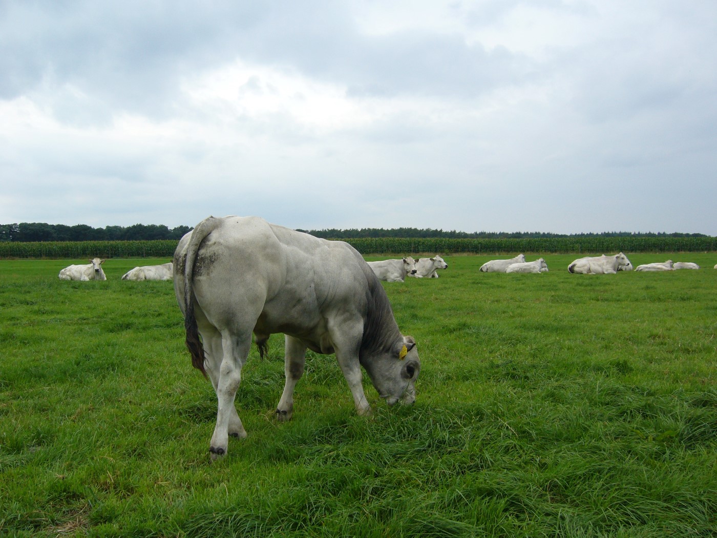 Foto’s piemontese op de boerderij