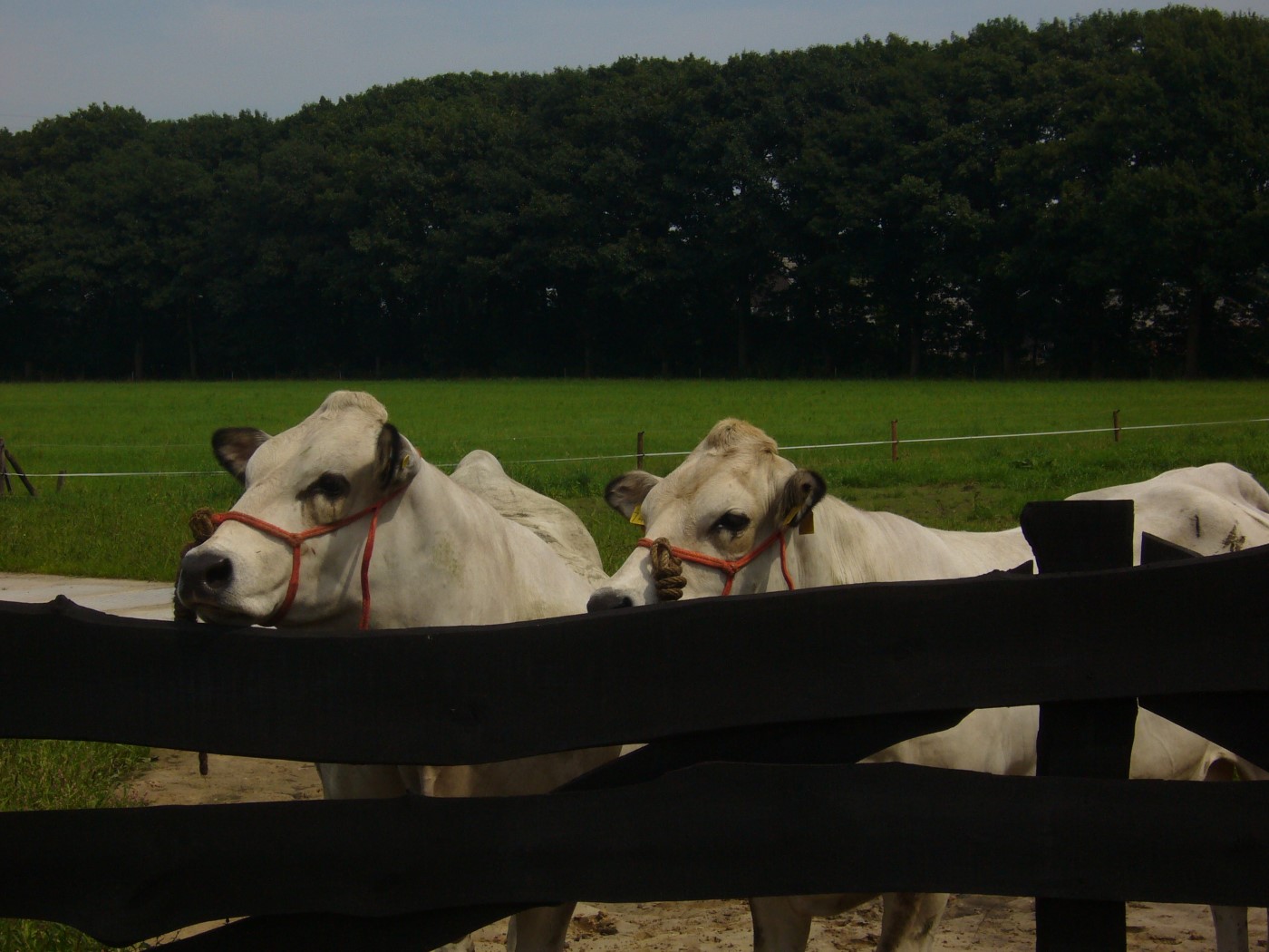 Foto’s piemontese op de boerderij